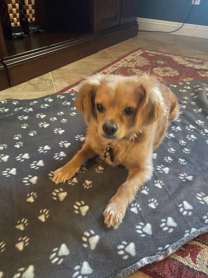48" x 30" Coral Thermal Fleece Pet Blanket  Gray Paws Print