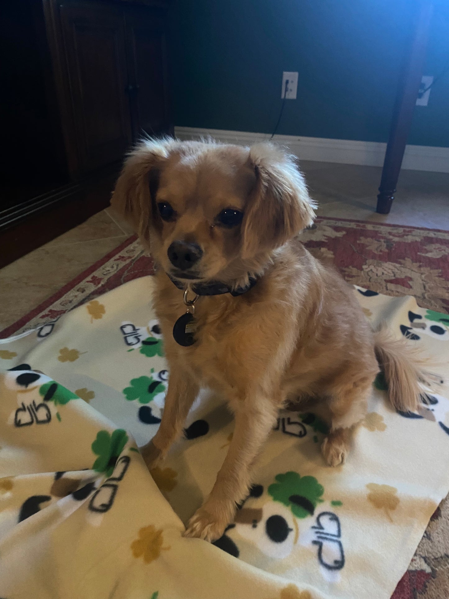 48" x 30" Coral Thermal Fleece Blanket St Pattys Dog Print